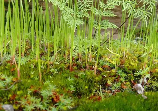 3 plantas medicinales que puedes encontrar en el bosque de Durango