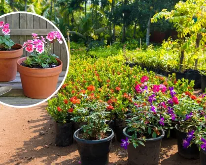3 viveros imperdibles en Torreón para ampliar tu colección de plantas