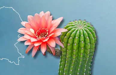 ¿Cuáles son los cactus más emblemáticos de Coahuila? 