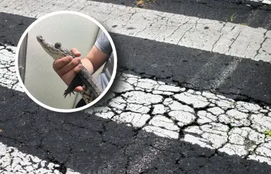 Capturan cocodrilo suelto en calles de Saltillo, paseaba en la colonia Oceanía