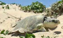 Protege a la Tortuga Lora en Tamaulipas: conoce los números de reporte esta temporada de desove