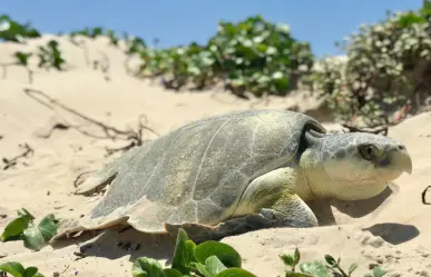 Protege a la Tortuga Lora en Tamaulipas: conoce los números de reporte esta temporada de desove