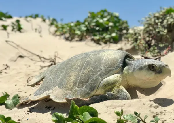 Protege a la Tortuga Lora en Tamaulipas: conoce los números de reporte esta temporada de desove