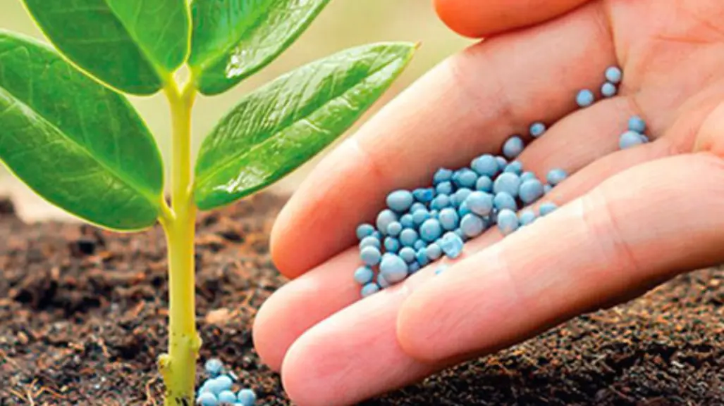 Eligen el puerto de Tampico para distribuir fertilizantes en la nueva red nacional