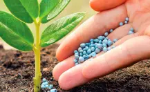 Eligen el puerto de Tampico para distribuir fertilizantes en la nueva red nacional