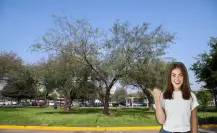 Este es el árbol nativo de Nuevo León con el cual puedes obtener múltiples usos