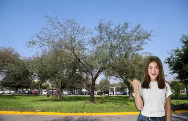 Este es el árbol nativo de Nuevo León con el cual puedes obtener múltiples usos