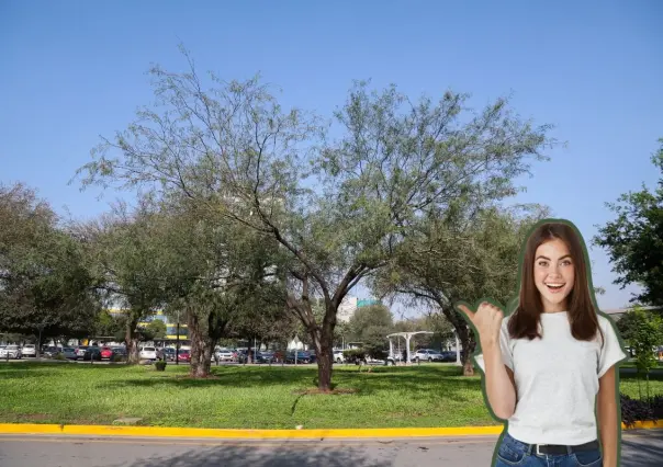 Este es el árbol nativo de Nuevo León con el cual puedes obtener múltiples usos
