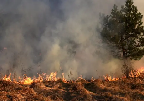 Bosque de Durango: las 5 recomendaciones oficiales para evitar un incendio forestal