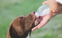 ¿Cómo cuidar a tus mascotas del calor extremo en Tamaulipas?