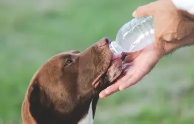 ¿Cómo cuidar a tus mascotas del calor extremo en Tamaulipas?