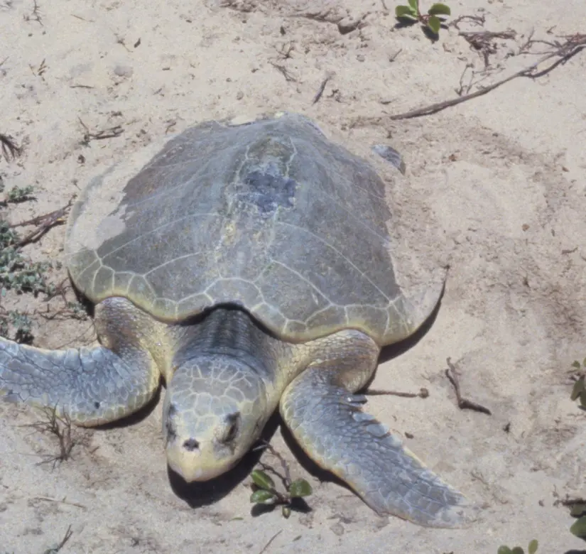 Durante la temporada de anidación, la colaboración ciudadana es crucial para proteger a la Tortuga Lora. Foto: SEMARNAT