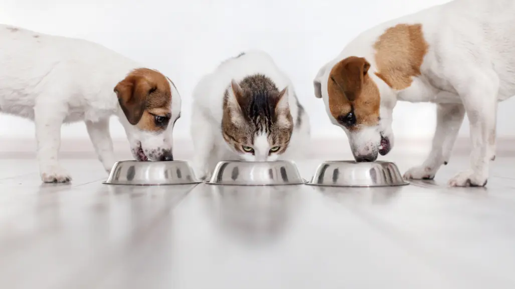 Por esto las dietas de los perros son más variadas que la de los gatos, según expertos