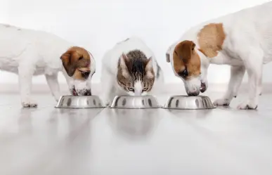Por esto las dietas de los perros son más variadas que la de los gatos, según expertos