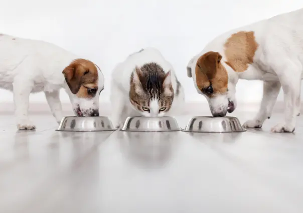 Por esto las dietas de los perros son más variadas que la de los gatos, según expertos
