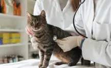 Así puedes proteger a tu gato de las enfermedades parasitarias