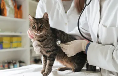 Así puedes proteger a tu gato de las enfermedades parasitarias
