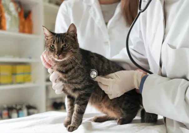Así puedes proteger a tu gato de las enfermedades parasitarias