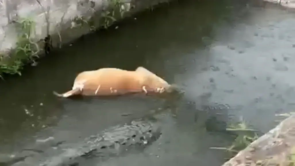 VIDEO | Cocodrilo arrastra y devora a un perro en un canal de Ciudad Madero