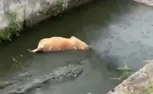 VIDEO | Cocodrilo arrastra y devora a un perro en un canal de Ciudad Madero