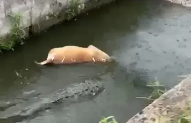 VIDEO | Cocodrilo arrastra y devora a un perro en un canal de Ciudad Madero