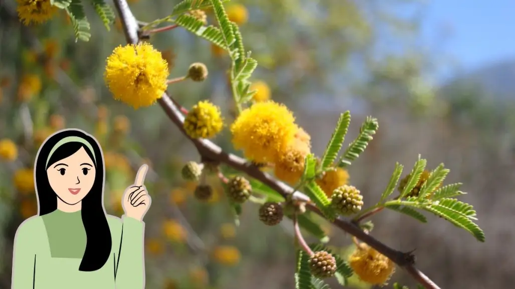 Conoce el árbol nativo de Nuevo León que produce aromas para perfumería