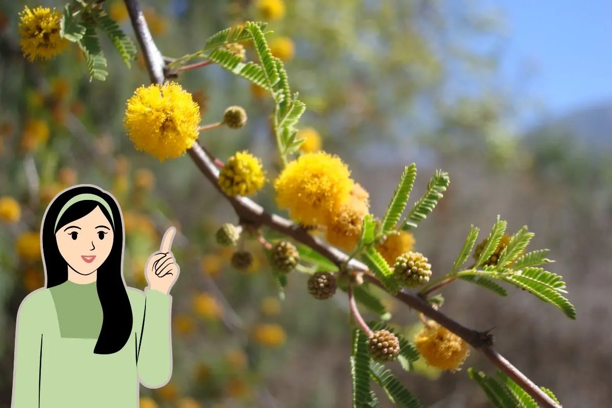 Es fácilmente reconocible por sus flores amarillas intensas que emiten un aroma dulce similar al de las violetas. Foto: UANL / CANVA