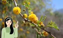 Conoce el árbol nativo de Nuevo León que produce aromas para perfumería