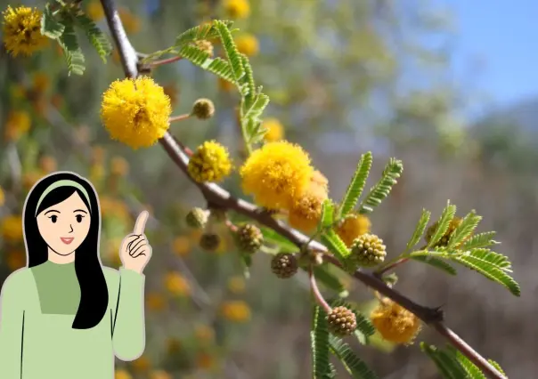 Conoce el árbol nativo de Nuevo León que produce aromas para perfumería