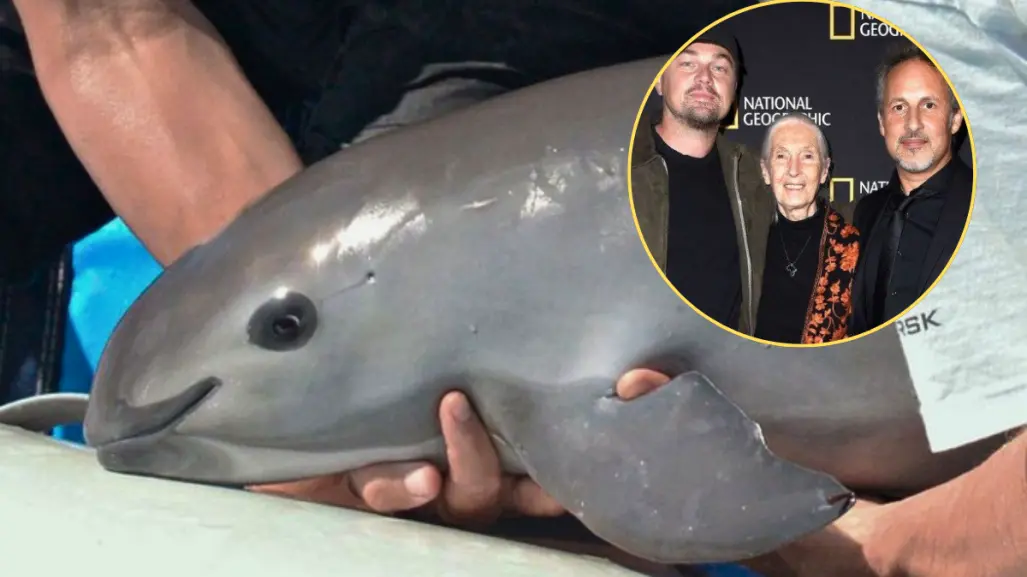 El documental de Nat Geo y DiCaprio que revela el crimen contra la vaquita marina en BC