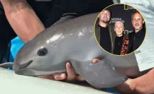 El documental de Nat Geo y DiCaprio que revela el crimen contra la vaquita marina en BC