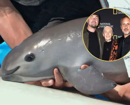 El documental de Nat Geo y DiCaprio que revela el crimen contra la vaquita marina en BC