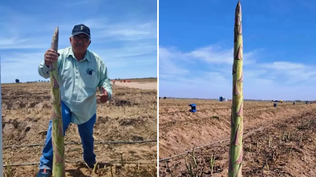 ¡No es espárrago gigante! Agricultores de BCS revelan el increíble tallo detrás del fenómeno viral