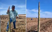 ¡No es espárrago gigante! Agricultores de BCS revelan el increíble tallo detrás del fenómeno viral