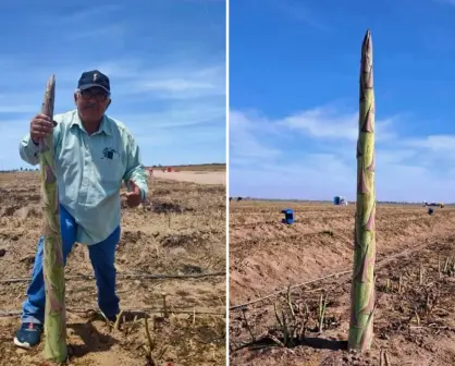 ¡No es espárrago gigante! Agricultores de BCS revelan el increíble tallo detrás del fenómeno viral