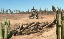 Indignación en La Paz, denuncian tala ilegal masiva de cactus: ¿Silencio de la autoridad ambiental?
