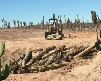 Indignación en La Paz, denuncian tala ilegal masiva de cactus: ¿Silencio de la autoridad ambiental?