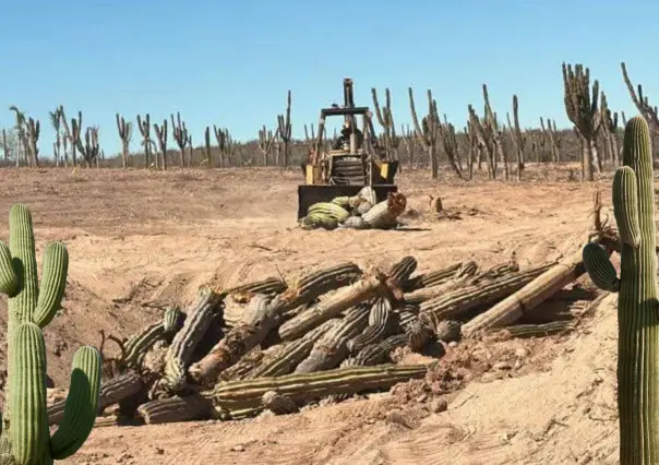 Indignación en La Paz, denuncian tala ilegal masiva de cactus: ¿Silencio de la autoridad ambiental?