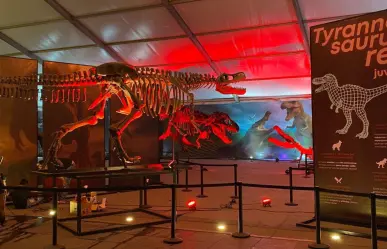 Museo del Desierto lleva su colección paleontológica al Zócalo capitalino