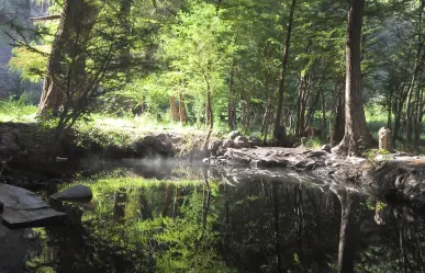 ¿De qué tamaño es el bosque de Durango, según las autoridades?