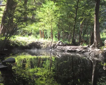¿De qué tamaño es el bosque de Durango, según las autoridades?