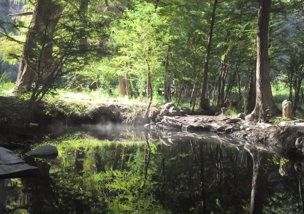 ¿De qué tamaño es el bosque de Durango, según las autoridades?