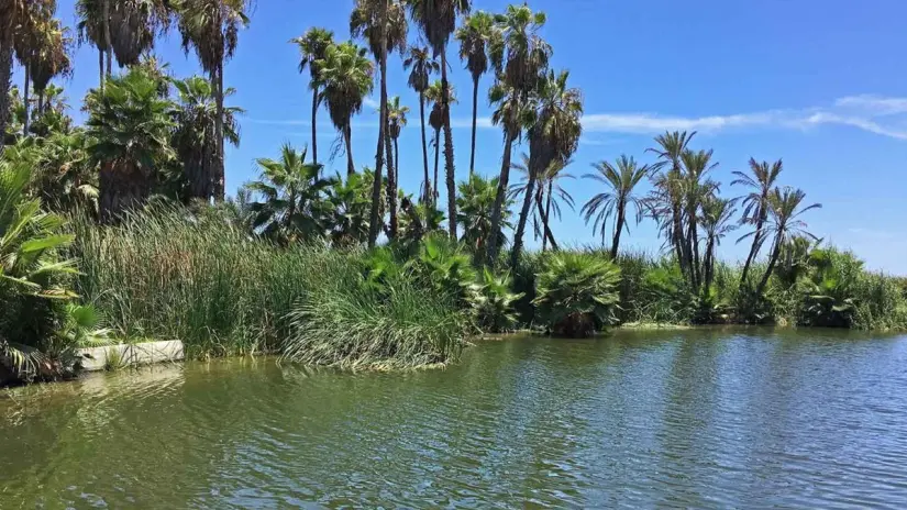 El agua salada al estero podría alterar su equilibrio ecológico. Foto: Guide Los Cabos