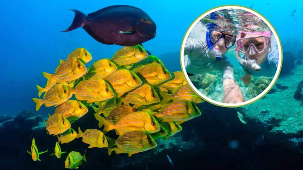 ¿Por qué Cabo Pulmo es la mejor opción para el snorkel en BCS?