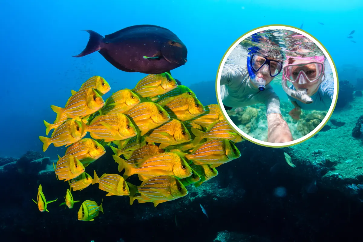 Cabo Pulmo es el hogar de más de 800 especies marinas, lo que lo convierte en uno de los grandes atractivos turísticos de Los Cabos. Fotos: Canva.
