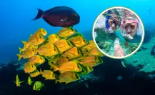 ¿Por qué Cabo Pulmo es la mejor opción para el snorkel en BCS?