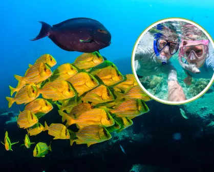 ¿Por qué Cabo Pulmo es la mejor opción para el snorkel en BCS?