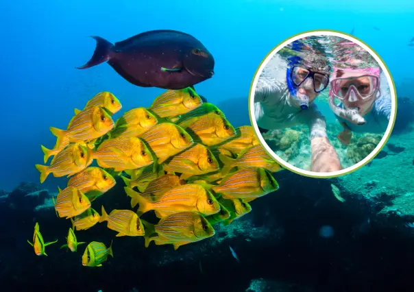 ¿Por qué Cabo Pulmo es la mejor opción para el snorkel en BCS?