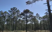 El increíble pino del bosque de Durango que llega a vivir 300 años, según la ciencia