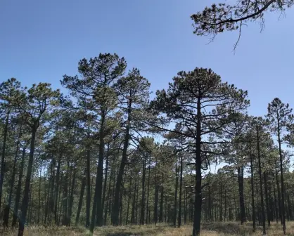 El increíble pino del bosque de Durango que llega a vivir 300 años, según la ciencia